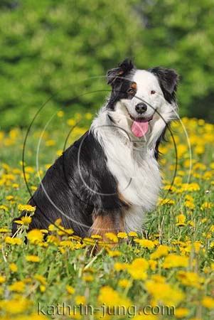 Australian Shepherd Blumenwiese Australian Shepherd Blumenwiese