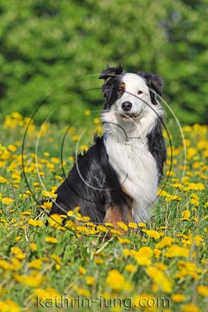 Australian Shepherd Australian Shepherd
