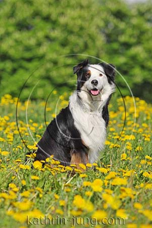 Australian Shepherd Australian Shepherd