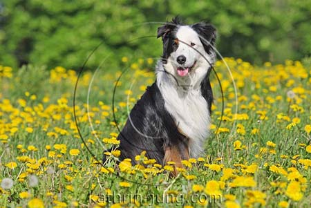Australian Shepherd in Blumenwiese Australian Shepherd in Blumenwiese