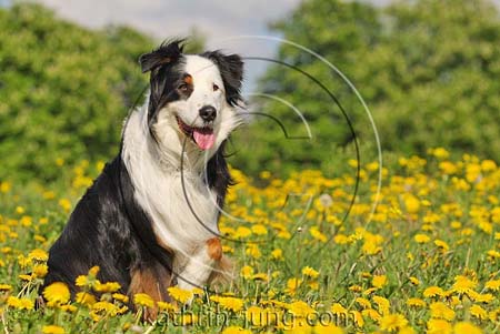 Hund Wiese