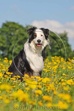 Hund in Blumenwiese