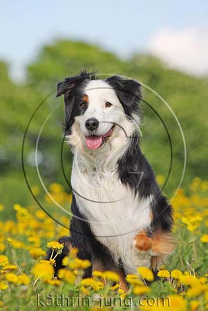 Australian Shepherd