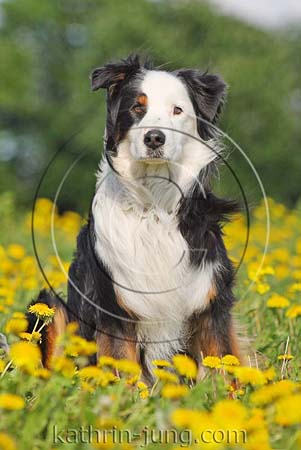 Australian Shepherd