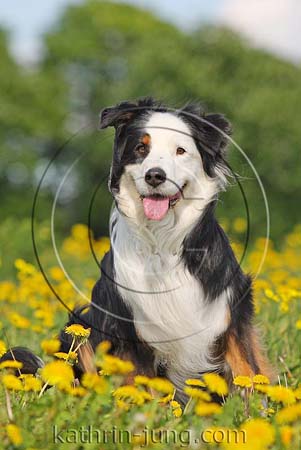 Australian Shepherd