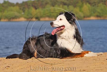 Australian Shepherd am See