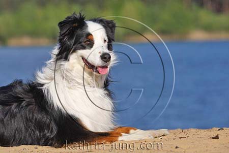  Australian Shepherd am See