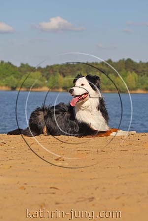  Australian Shepherd am See