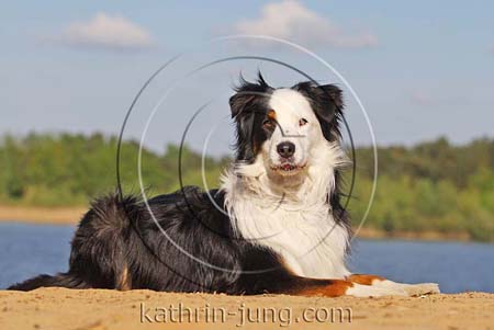 Australian Shepherd am See