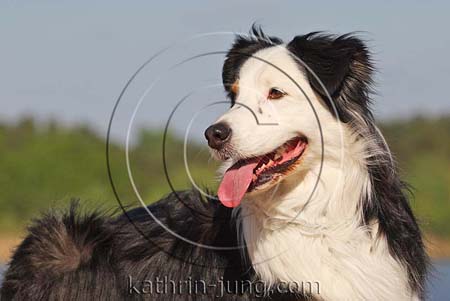 Australian Shepherd am See Australian Shepherd am See
