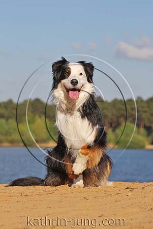Australian Shepherd am See Australian Shepherd am See