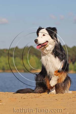 Australian Shepherd am See Australian Shepherd am See
