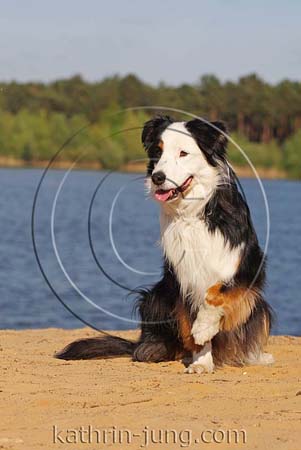 Australian Shepherd am See Australian Shepherd am See