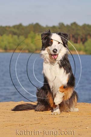 Australian Shepherd am See Australian Shepherd am See