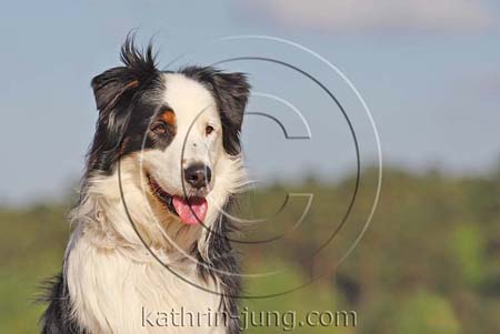 Australian Shepherd