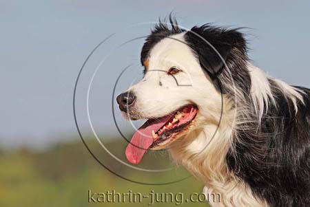 Australian Shepherd am See Australian Shepherd am See