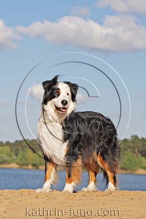  Australian Shepherd am See