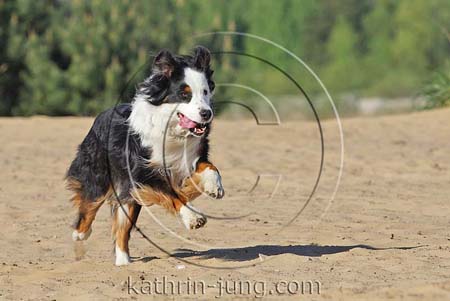  Australian Shepherd in Action