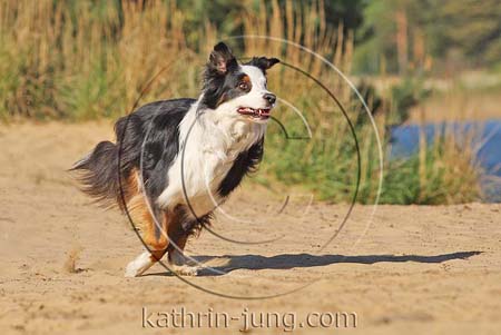 Australian Shepherd am See