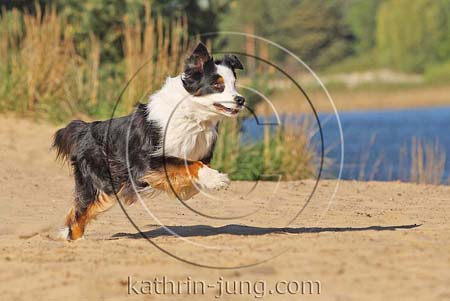  Australian Shepherd am See