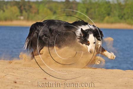  Australian Shepherd in Action