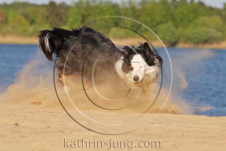 Australian Shepherd in Action