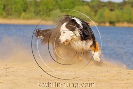 Australian Shepherd in Action