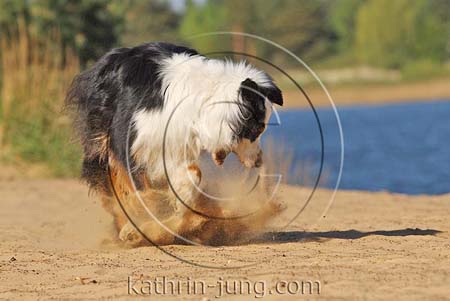Australian Shepherd in Action Australian Shepherd in Action
