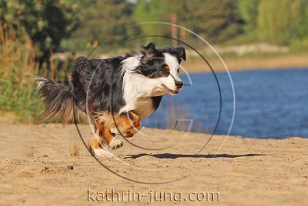 Australian Shepherd in Action Australian Shepherd in Action
