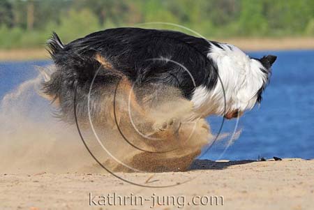 Australian Shepherd in Action Australian Shepherd in Action