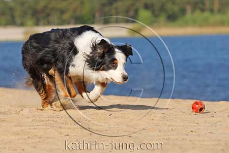 Australian Shepherd in Action Australian Shepherd in Action
