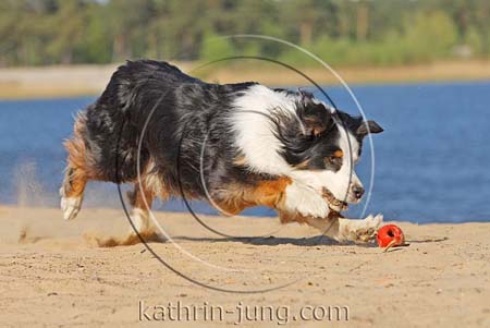 Australian Shepherd in Action mit Ball