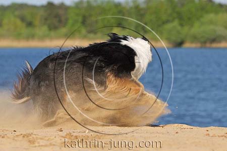 Australian Shepherd in Action Sand fliegt