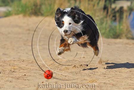Australian Shepherd in Action springt frontal auf Ball Australian Shepherd in Action springt frontal auf Ball