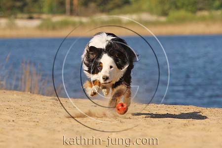 Australian Shepherd in Action rennt frontal auf Ball