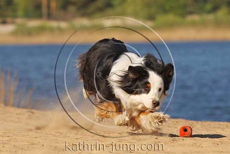 Australian Shepherd in Action rennt seitlich auf Ball Australian Shepherd in Action rennt seitlich auf Ball