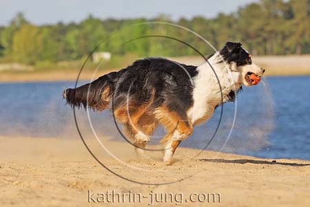 Australian Shepherd in Action mit Ball im Maul Australian Shepherd in Action mit Ball im Maul