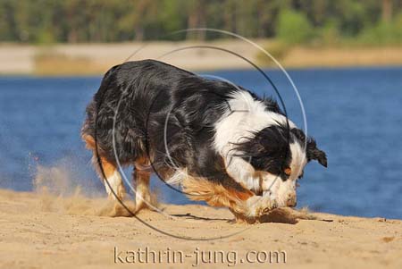 Australian Shepherd in Action fängt Ball Sand stiebt Australian Shepherd in Action fängt Ball Sand stiebt