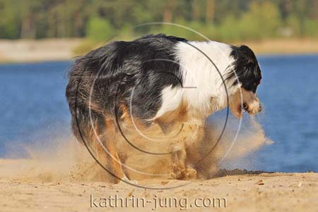Australian Shepherd in Action Australian Shepherd in Action