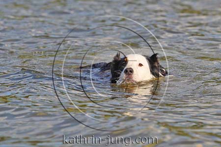 Australian Shepherd schwimmt
