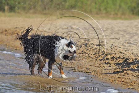 Australian Shepherd schüttelt sich
