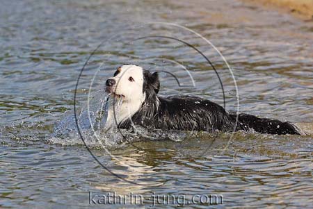 Australian Shepherd im Wasser Australian Shepherd im Wasser