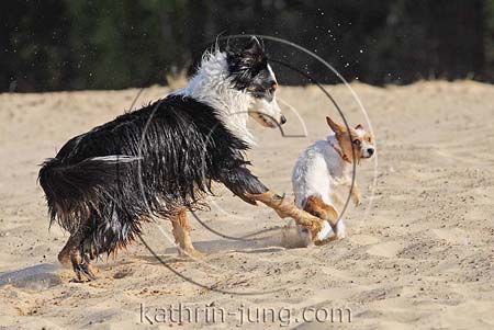Australian Shepherd in Action Australian Shepherd in Action