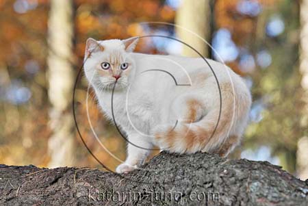 Katze im Wald 