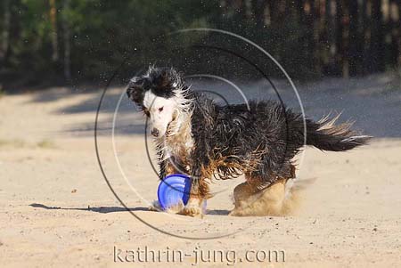 Australian Shepherd in Action Australian Shepherd in Action
