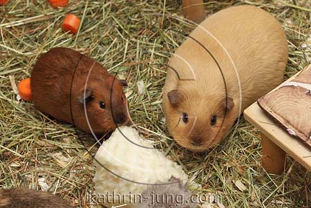Meerschweinchen Stofftier - Creme & Braun, Neu & Unbespielt, Weich & Kuschelig