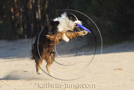 Hund springt Frisbee Hund springt Frisbee