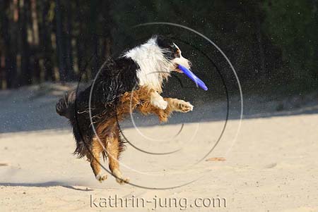 Hund springt Frisbee