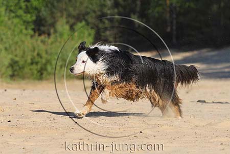 Australian Shepherd in Action Australian Shepherd in Action