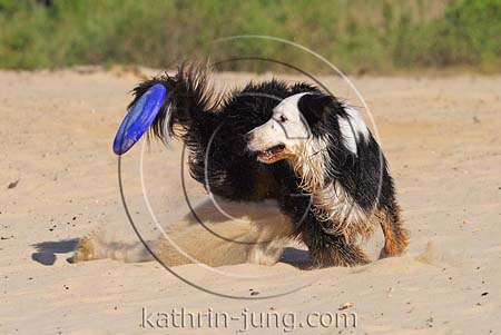 Australian Shepherd Hund spielt